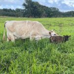Mark Zuckerberg Instagram – Our new dairy cow Brownie was born at Ko’olau Ranch! The girls wanted to name her Milkmaker, but I thought that was too on the nose so they settled on Brownie 🤣