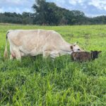 Mark Zuckerberg Instagram - Our new dairy cow Brownie was born at Ko'olau Ranch! The girls wanted to name her Milkmaker, but I thought that was too on the nose so they settled on Brownie 🤣
