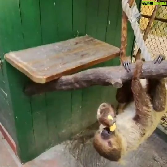 Mark Zuckerberg Instagram - When a day at the zoo goes unexpectedly hard.