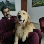 Marlene De Andrade Instagram – Pdte. @NicolasMaduro : Ya en la casa, luego de una hermosa jornada con las Mujeres, miren quien se durmió en mis piernas… Es Sheker hijo de Yako… Su nombre es turco, significa azúcar… Él está cachorro todavía… Qué les parece???