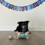 Marta Instagram - Happy Birthday to my angel Toby, I’m so happy to have you in my life ! 🎈🎂🦴💙 @zoe_zeca_toby