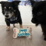 Marta Instagram - Happy Birthday to my angel Toby, I’m so happy to have you in my life ! 🎈🎂🦴💙 @zoe_zeca_toby