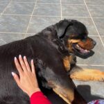 Marta Díaz Instagram - Mix de cosas bonitas: 1. La foto de “guapa” 2. La noticiaaaaa: MI PERRITA ESTÁ EMBARAZADAAAAAA! 😭😭😭 3. Vamos a tener cachorritoosss! Voy a llorar 4. Foto de ayer nada más terminar el rodaje 5. Sergio cuidándome 6. Amo mi nuevo flequillo 7. Lo guapo que está con traje 8. Lo fea que estoy con la toalla 9. Otra del rodaje secreto 10. La última de relleno