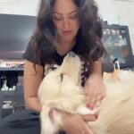 Maryam Zakaria Instagram - I wish I could take @rockycutiegolden to Sweden for vacation. Its going to be difficult to not be with him for a month. I will miss baby sooo much. 😩😢 #mybaby #goldenretriever #mypet #doglover #goldensofinstagram #purelove