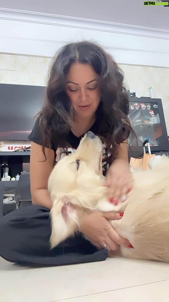 Maryam Zakaria Instagram - I wish I could take @rockycutiegolden to Sweden for vacation. Its going to be difficult to not be with him for a month. I will miss baby sooo much. 😩😢 #mybaby #goldenretriever #mypet #doglover #goldensofinstagram #purelove