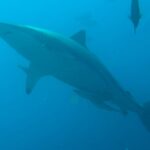 Matilde Gioli Instagram – Everybody is convinced my fav animals are horses..
But my really fav are SHARKS 🦈
Feeling blessed among them ♥️