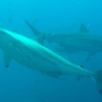 Matilde Gioli Instagram – Everybody is convinced my fav animals are horses..
But my really fav are SHARKS 🦈
Feeling blessed among them ♥️