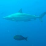 Matilde Gioli Instagram – Everybody is convinced my fav animals are horses..
But my really fav are SHARKS 🦈
Feeling blessed among them ♥️