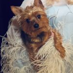 Mckenna Grace Instagram - Gizmo says hi💙🐶 and to Stream Bittersweet 16 (link in bio!) Styling @stylelvr Hair @nancileesantos Makeup @robertti