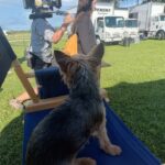 Mckenna Grace Instagram - A post dedicated to Gizmo Fruitsnack Benjamin Cheesewiz Freaky-Bad Boy Chicken Nugget Fruitsnack Soot DiCaprio ❤️He’s been coming to sets since he was 6 weeks old and is the best boy Talked about how he got his name, Handmaid’s Tale, acting, music and more on @tht_abovethegarage podcast, out now.