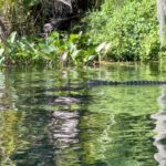 Meadow Walker Thornton-Allan Instagram - swimming with gators and manatees makes me happy. thank you mama earth.