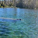 Meadow Walker Thornton-Allan Instagram - swimming with gators and manatees makes me happy. thank you mama earth.