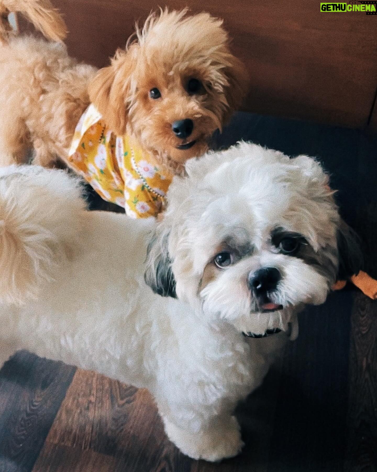 Meg Imperial Instagram - I'm absolutely overjoyed with these two adorable fur babies! They have such distinct personalities that we absolutely adore. One of them is incredibly affectionate and lovable, always wanting to be by our side. And the other one, oh, so classy and sophisticated, yet still sweet in his own way. It's pure bliss having these two fur babies in our lives. We couldn't be happier! ๐ #shihtzu #toypoodle #doglover