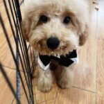 Meg Imperial Instagram - I'm absolutely overjoyed with these two adorable fur babies! They have such distinct personalities that we absolutely adore. One of them is incredibly affectionate and lovable, always wanting to be by our side. And the other one, oh, so classy and sophisticated, yet still sweet in his own way. It's pure bliss having these two fur babies in our lives. We couldn't be happier! 💕 #shihtzu #toypoodle #doglover