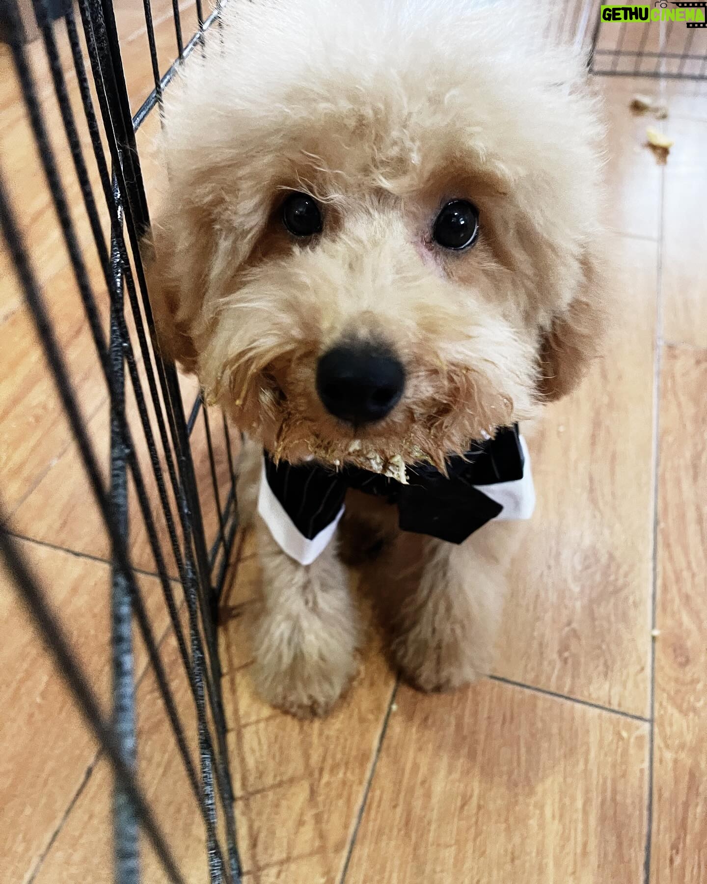 Meg Imperial Instagram - I'm absolutely overjoyed with these two adorable fur babies! They have such distinct personalities that we absolutely adore. One of them is incredibly affectionate and lovable, always wanting to be by our side. And the other one, oh, so classy and sophisticated, yet still sweet in his own way. It's pure bliss having these two fur babies in our lives. We couldn't be happier! ๐ #shihtzu #toypoodle #doglover