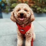 Meg Imperial Instagram - I just had the best time walking my dog Scotch with his brand new velvet collar, leash, and harness from @pawbebe_official! 🐾❤️— it was so comfy, not just for Scotch but also for my hand. The soft texture of the set was a game-changer. I couldn't be happier with this set! 😊 #toypoodle #doglovers #bgcdogs