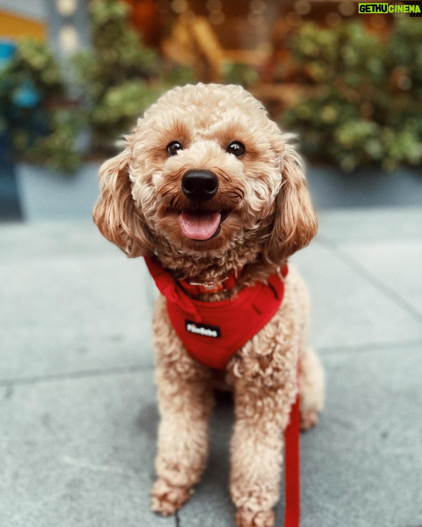 Meg Imperial Instagram - I just had the best time walking my dog Scotch with his brand new velvet collar, leash, and harness from @pawbebe_official! 🐾❤️— it was so comfy, not just for Scotch but also for my hand. The soft texture of the set was a game-changer. I couldn't be happier with this set! 😊 #toypoodle #doglovers #bgcdogs