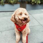 Meg Imperial Instagram - I just had the best time walking my dog Scotch with his brand new velvet collar, leash, and harness from @pawbebe_official! 🐾❤️— it was so comfy, not just for Scotch but also for my hand. The soft texture of the set was a game-changer. I couldn't be happier with this set! 😊 #toypoodle #doglovers #bgcdogs