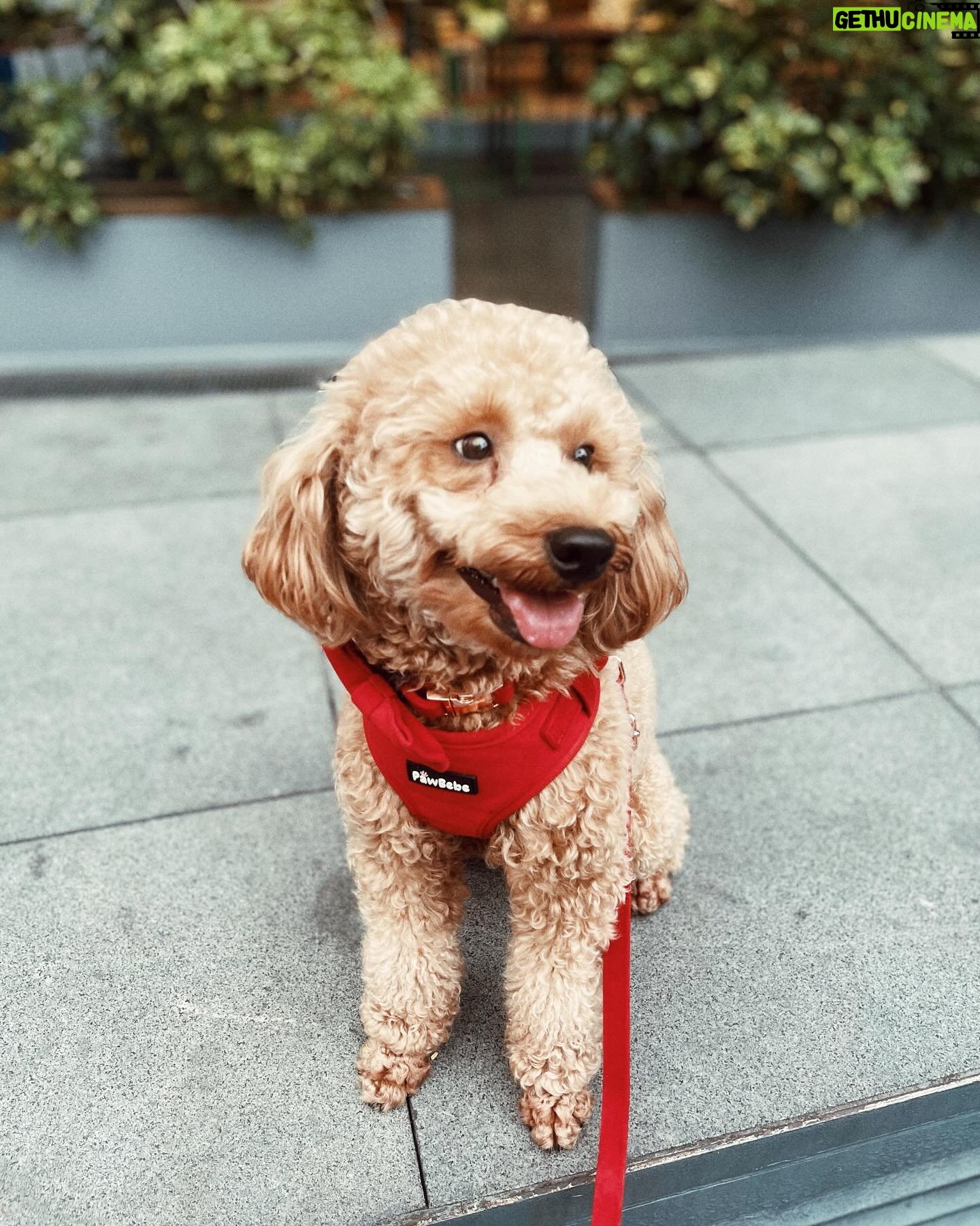 Meg Imperial Instagram - I just had the best time walking my dog Scotch with his brand new velvet collar, leash, and harness from @pawbebe_official! 🐾❤️— it was so comfy, not just for Scotch but also for my hand. The soft texture of the set was a game-changer. I couldn't be happier with this set! 😊 #toypoodle #doglovers #bgcdogs