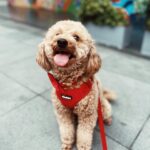Meg Imperial Instagram - I just had the best time walking my dog Scotch with his brand new velvet collar, leash, and harness from @pawbebe_official! 🐾❤️— it was so comfy, not just for Scotch but also for my hand. The soft texture of the set was a game-changer. I couldn't be happier with this set! 😊 #toypoodle #doglovers #bgcdogs