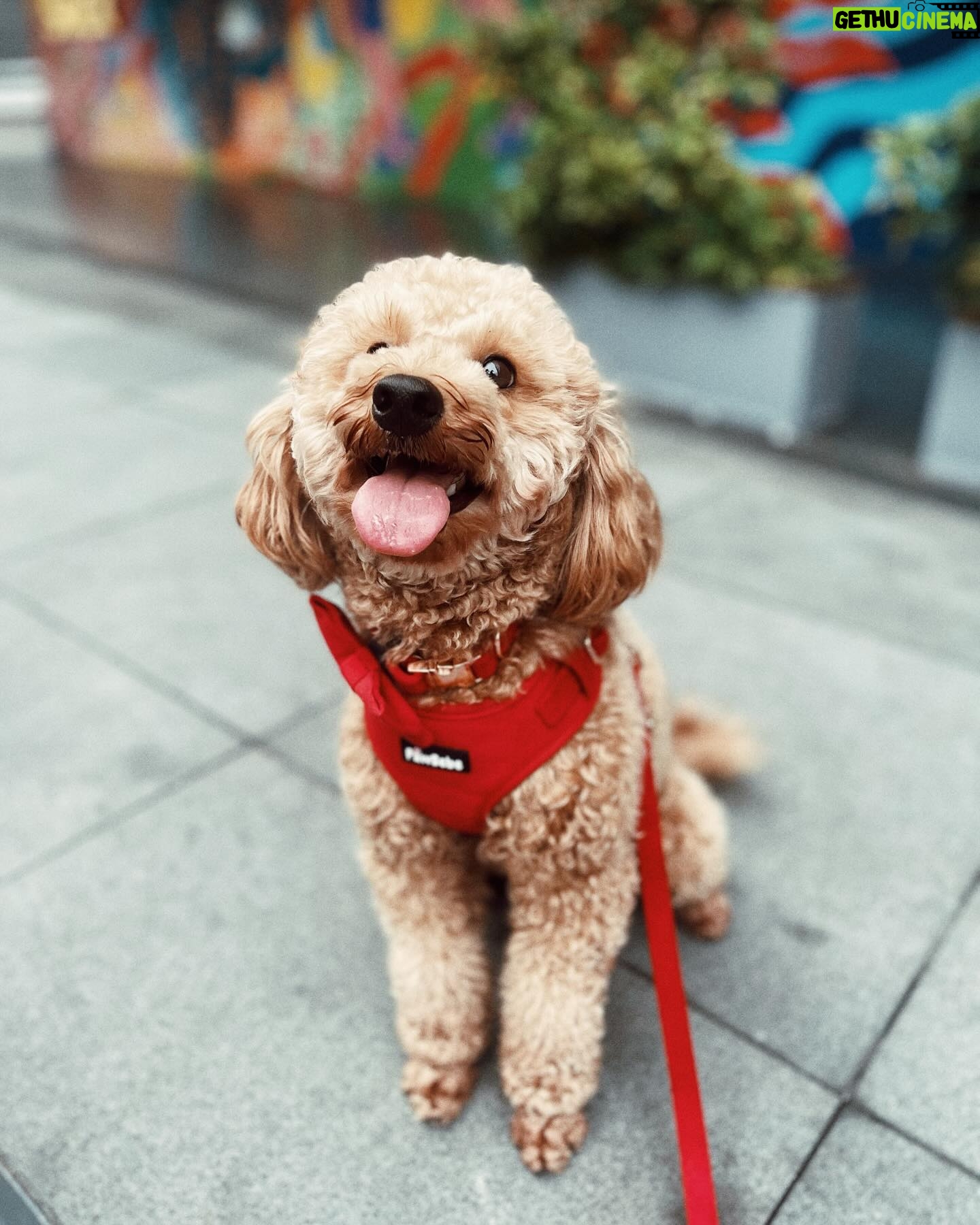 Meg Imperial Instagram - I just had the best time walking my dog Scotch with his brand new velvet collar, leash, and harness from @pawbebe_official! 🐾❤️— it was so comfy, not just for Scotch but also for my hand. The soft texture of the set was a game-changer. I couldn't be happier with this set! 😊 #toypoodle #doglovers #bgcdogs
