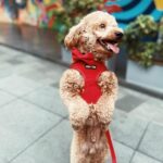Meg Imperial Instagram - I just had the best time walking my dog Scotch with his brand new velvet collar, leash, and harness from @pawbebe_official! 🐾❤️— it was so comfy, not just for Scotch but also for my hand. The soft texture of the set was a game-changer. I couldn't be happier with this set! 😊 #toypoodle #doglovers #bgcdogs