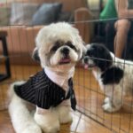 Meg Imperial Instagram - I'm absolutely overjoyed with these two adorable fur babies! They have such distinct personalities that we absolutely adore. One of them is incredibly affectionate and lovable, always wanting to be by our side. And the other one, oh, so classy and sophisticated, yet still sweet in his own way. It's pure bliss having these two fur babies in our lives. We couldn't be happier! 💕 #shihtzu #toypoodle #doglover