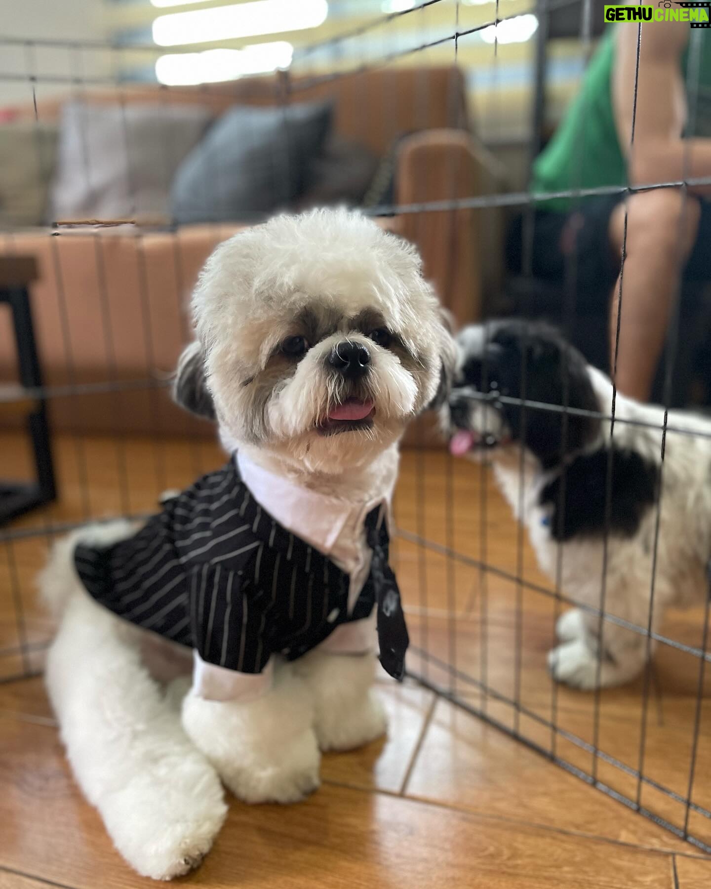 Meg Imperial Instagram - I'm absolutely overjoyed with these two adorable fur babies! They have such distinct personalities that we absolutely adore. One of them is incredibly affectionate and lovable, always wanting to be by our side. And the other one, oh, so classy and sophisticated, yet still sweet in his own way. It's pure bliss having these two fur babies in our lives. We couldn't be happier! ๐ #shihtzu #toypoodle #doglover
