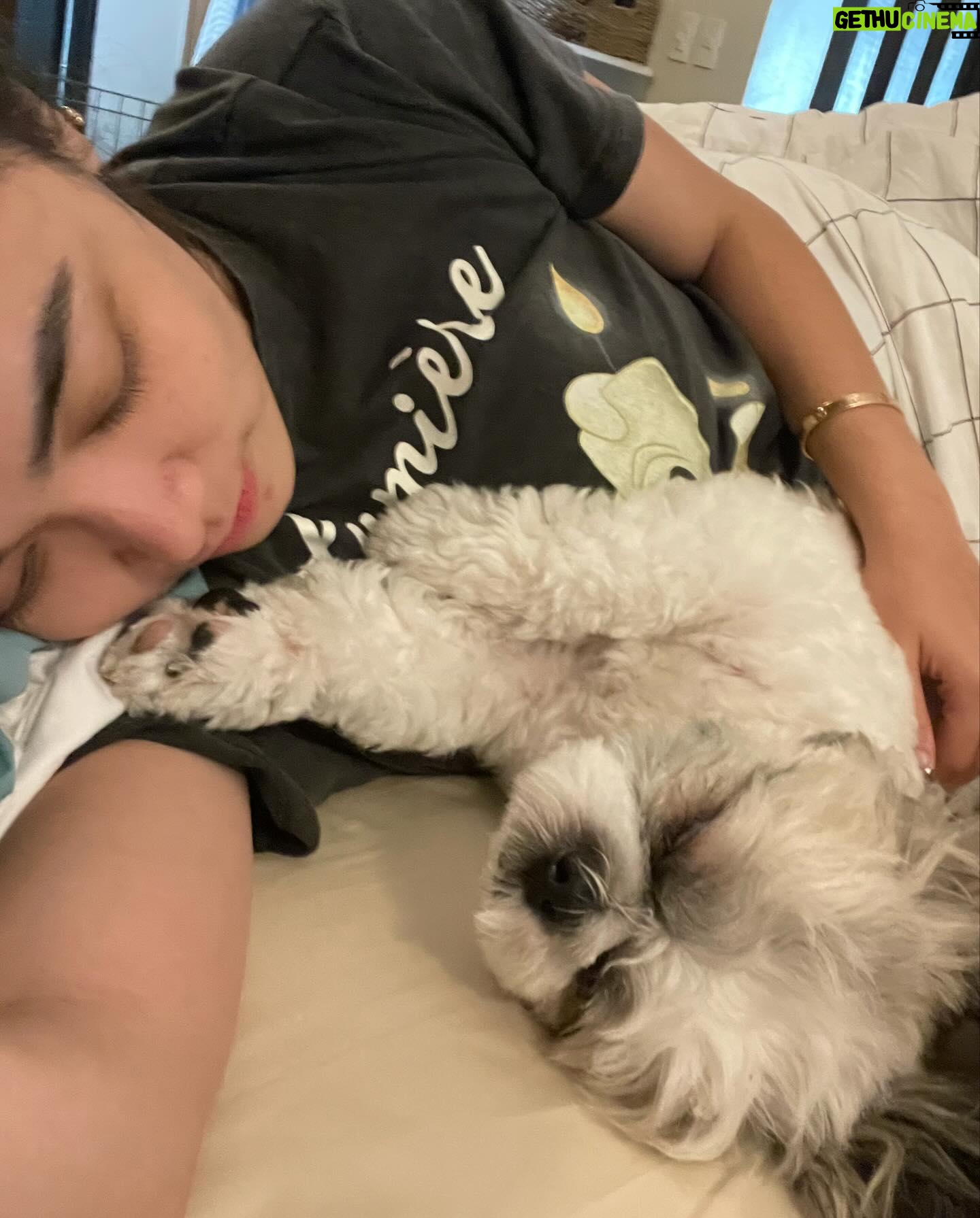 Meg Imperial Instagram - I'm absolutely overjoyed with these two adorable fur babies! They have such distinct personalities that we absolutely adore. One of them is incredibly affectionate and lovable, always wanting to be by our side. And the other one, oh, so classy and sophisticated, yet still sweet in his own way. It's pure bliss having these two fur babies in our lives. We couldn't be happier! ๐ #shihtzu #toypoodle #doglover