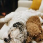 Meg Imperial Instagram - I'm absolutely overjoyed with these two adorable fur babies! They have such distinct personalities that we absolutely adore. One of them is incredibly affectionate and lovable, always wanting to be by our side. And the other one, oh, so classy and sophisticated, yet still sweet in his own way. It's pure bliss having these two fur babies in our lives. We couldn't be happier! 💕 #shihtzu #toypoodle #doglover