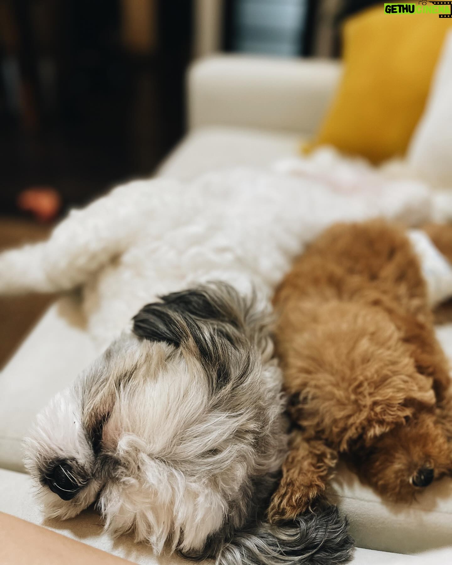 Meg Imperial Instagram - I'm absolutely overjoyed with these two adorable fur babies! They have such distinct personalities that we absolutely adore. One of them is incredibly affectionate and lovable, always wanting to be by our side. And the other one, oh, so classy and sophisticated, yet still sweet in his own way. It's pure bliss having these two fur babies in our lives. We couldn't be happier! ๐ #shihtzu #toypoodle #doglover