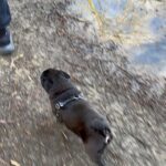 Meg Verschelle Instagram - Merci pour tous ces moments ma nounou ❤️ Mange plein de paté, gambade à foison et ronfle autant de fois que tu veux au paradis des toutous 💔😢