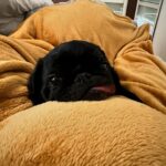 Meg Verschelle Instagram - Merci pour tous ces moments ma nounou ❤️ Mange plein de paté, gambade à foison et ronfle autant de fois que tu veux au paradis des toutous 💔😢