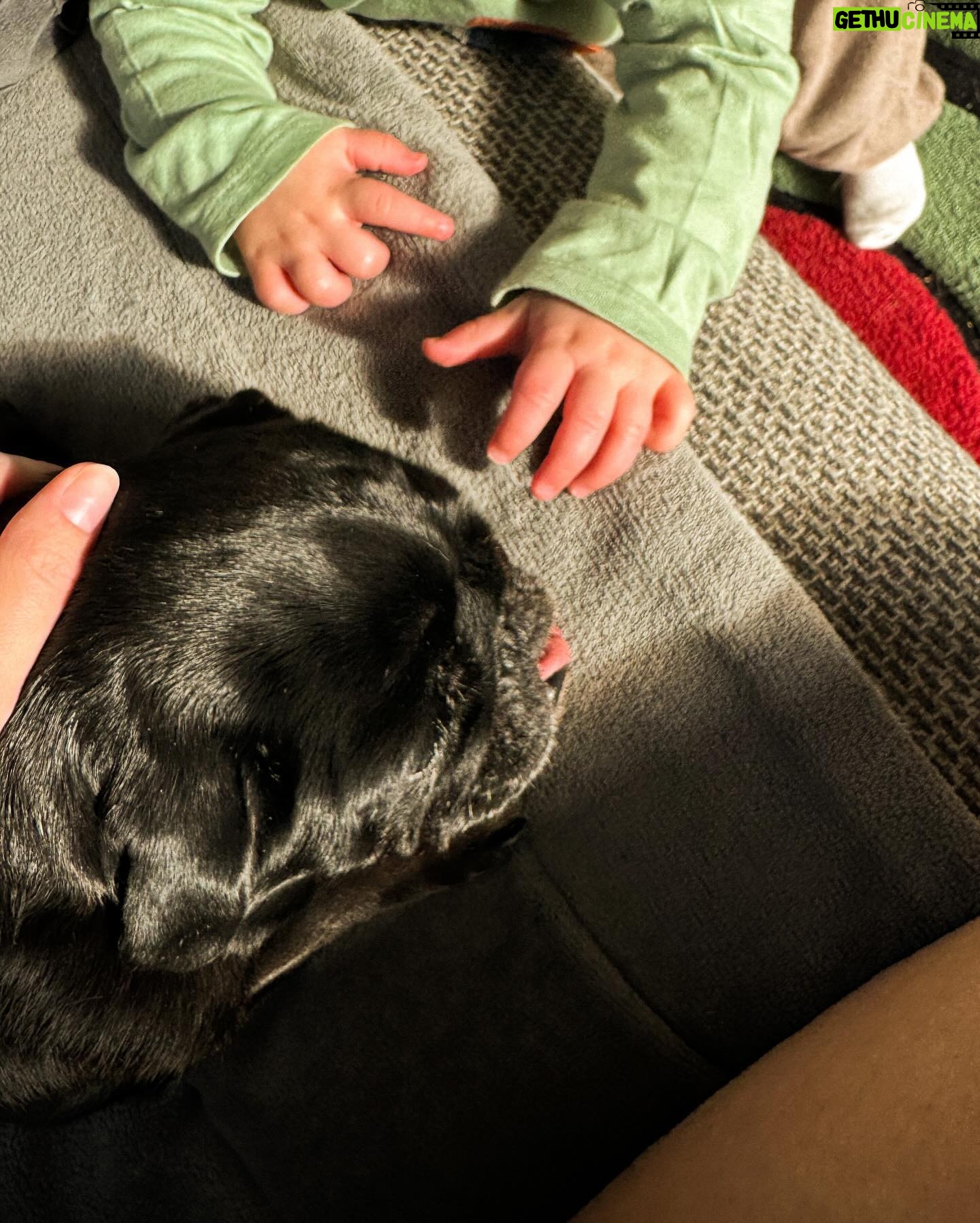 Meg Verschelle Instagram - Je suis déjà nostalgique de mon premier petit bébé qui grandit à toute vitesse 🥹❤️🤧. Son petit frère arrive très bientôt 🙏🏻 la nouvelle vie à 4 (6🐶🐶) va être folle et intense. 😍 Je prie pour que l’état de santé de notre petite Doudouce 🐾 ne se dégrade pas jusqu’à la naissance afin de lui faire la rencontre de notre deuxième petite merveille. ✨ 🙏🏻❤️