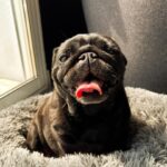 Meg Verschelle Instagram - Merci pour tous ces moments ma nounou ❤️ Mange plein de paté, gambade à foison et ronfle autant de fois que tu veux au paradis des toutous 💔😢