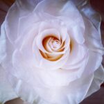 Melania Trump Instagram - Thank you to everyone for the wonderful birthday wishes!