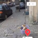 Melek Baykal Instagram – Coğrafya kaderdir…. 🐈 Sonuna kadar izleyin 😍