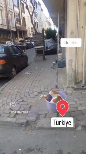 Melek Baykal Instagram - Coğrafya kaderdir…. 🐈 Sonuna kadar izleyin 😍