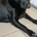 Melek Baykal Instagram - Ayyy severim seni ben😂 Bücür seni boyuna posuna bakmadan nasılda dayılanıyor😂aklı sıra anneye kafa tutuyo