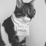 Melek Baykal Instagram – 🐈 Eros için ADALET istiyoruz…

#erosyalnızdeğildir