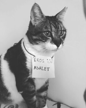 Melek Baykal Instagram - 🐈 Eros için ADALET istiyoruz…

#erosyalnızdeğildir