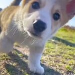 Melek Baykal Instagram - Buna nasıl kıyacaksınız… Sokak köpekleri sahipsiz değildir… #sokakhayvanlarınıkoruyalım #katliamyasatasarısınahayır