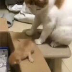 Melika Sharifinia Instagram - ا این « منم » اگر بچه داشتم! 😂 با بچه‌ی لوس باید همین‌جوری رفتار کرد ا ا البته این خیلی فسقلیه هنوز چشماش باز نشده درکی هم از ارتفاع نداره حق داره بترسه روی صحبت من با یه سری بچه‌ی دیگه‌ست!🙄 ا ا #گربه #گربه_ها #بامزه_ترین_موجودات_جهان! #مادر_نمونه!
