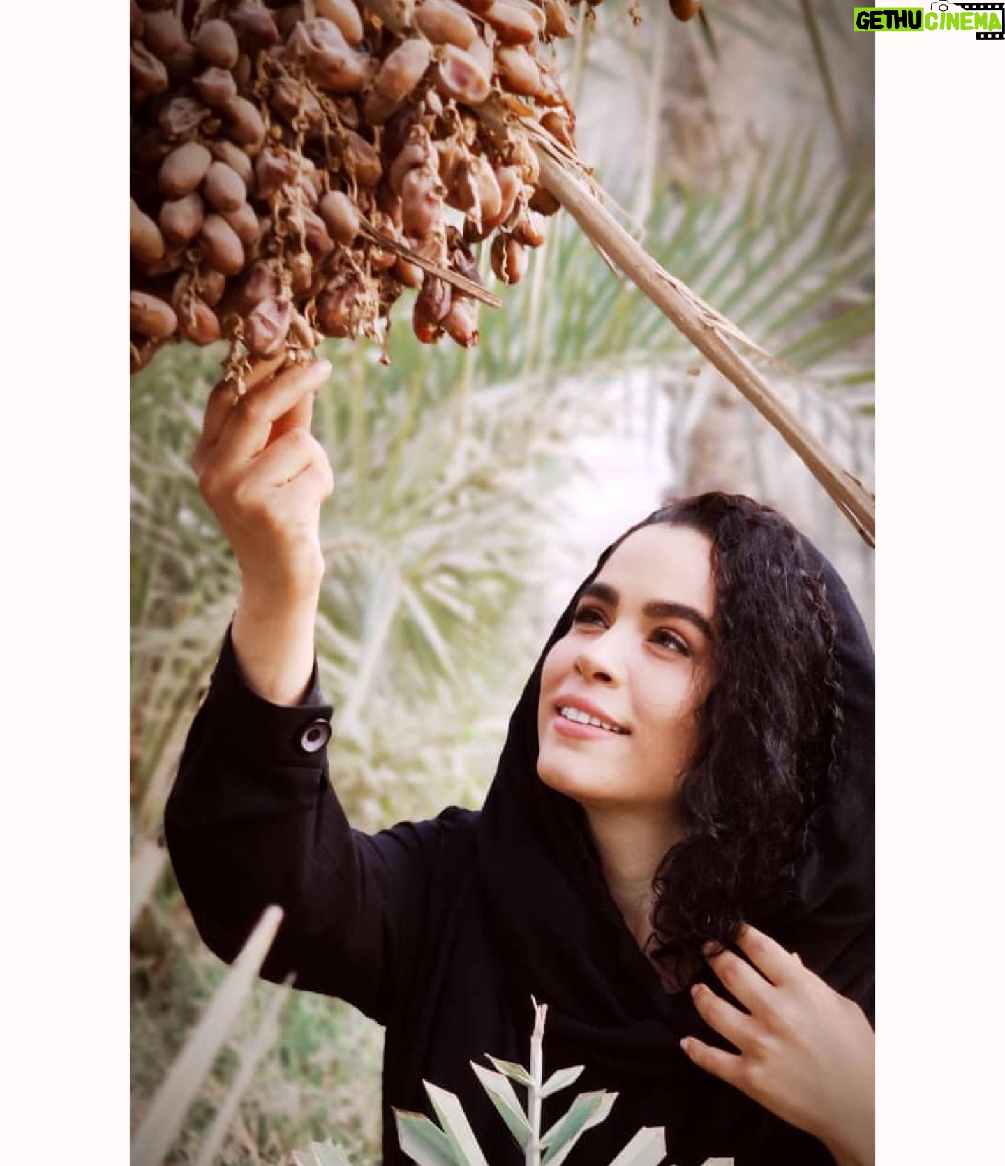 Melika Sharifinia Instagram - . این روزها از هر طرف که میروم لذتی بالاتر از کندن دانههای خرما نیست این روزهایم پر از خوشههای خرما شدهاند و حس لذیذِ کنده شدنها . . عکس زیبا از آقا سیروس عبدلی عزیز @sirous_abdoli 🌹 . . #آبادان #خرما #گرما #نجلا #آ_بده