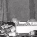 Melissa Joan Hart Instagram - Disney creatures do exist in real life! This video made my day. Just wish he would come help me clean up these Christmas decorations. Repost @bbcwalesnews where a man was finding his shed organized every morning so he put a security camera up to see what was happening. Just a friendly critter trying to help out!