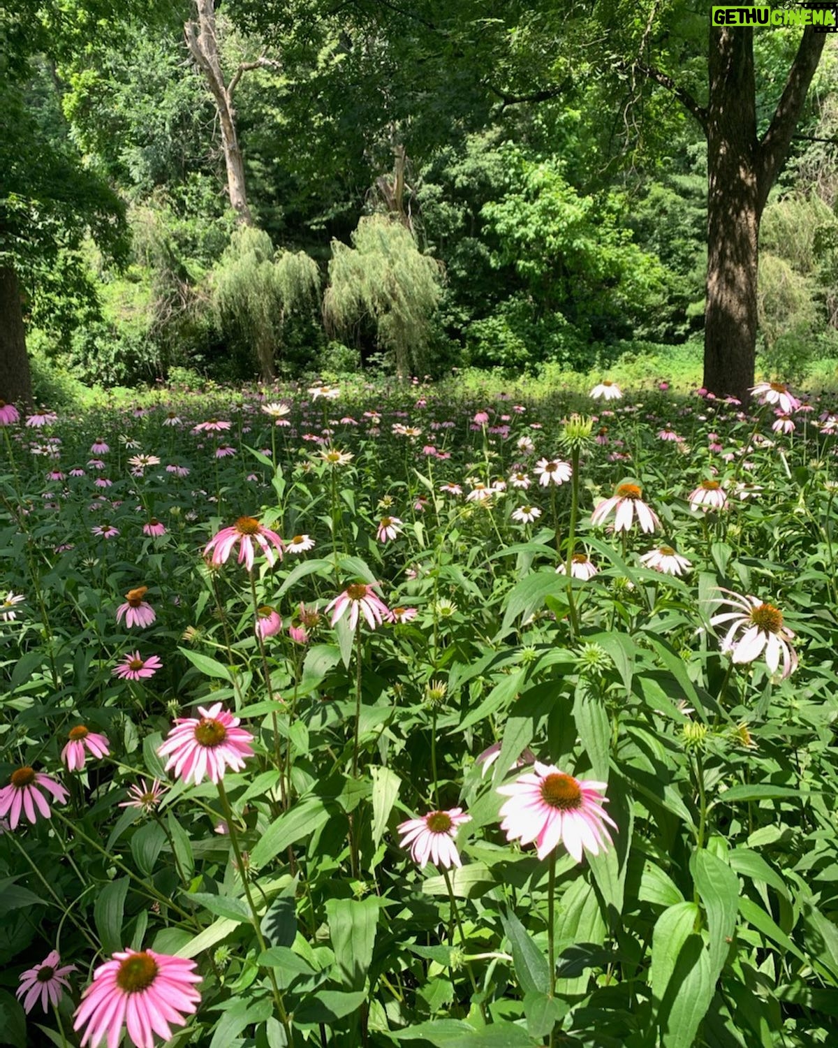 Melissa Ponzio Instagram - Monica’s CORNflowers coming along nicely…but I first thought they were called CONEflowers…or as I like to say DROOPYdaisys…