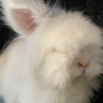 Melissa Ponzio Instagram - Luckiest BunBun ever…saved by my brother, lives in a two story bunny condo. #GlowUp