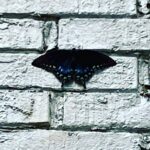 Melissa Ponzio Instagram - On Fathers Day I was showing @mystiebuice an old photo of my granddaddy Paul & my great grandmother Bubbie with me from when I was little in the family backyard…Mystie commented on the house, how cool it was to have a photo from back then…this morning I go out and find a gorgeous butterfly on the outdoor fireplace from the old photo 🦋🦋🦋 Made me happy 💙 Gives me a reminder to look up 💙