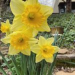 Melissa Ponzio Instagram - Planted in honor of my Mom, they are like a hug every spring 💛💛💛