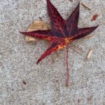 Melissa Ponzio Instagram - Loving these 🍁 Hope you have time for a walk…